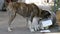 Homeless, Thin and Hungry Dog Dig in a Garbage can on the Street. Asia, Thailand. Slow Motion