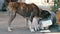 Homeless, Thin and Hungry Dog Rummages in a Garbage can on the Street. Asia, Thailand