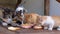 Homeless Three-color Nursing Cat Eating Meat with Kittens on the Street