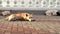 Homeless three dogs lying on the viewpoint by the sea. Media. Dirty dogs sleeping and having a rest under the bright hot