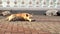 Homeless three dogs lying on the viewpoint by the sea. Media. Dirty dogs sleeping and having a rest under the bright hot