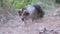 Homeless Tricolor Cat Vomiting Undigested Food in Outdoor in Dry Grass. Zoom.
