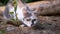 A Homeless Tricolor Wild Cat Hunts in the Woods on Nature. Slow motion
