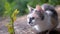 A Homeless Tricolor Wild Cat Hunts in the Woods on Nature. Slow motion