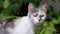 Homeless Tricolor Wild Cat Walking in Nature in Green Foliage. Zoom. Slow motion