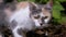 Homeless Tricolor Wild Cat Walking in Nature in Green Foliage. Zoom. Slow motion