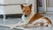 Homeless two-colored dog lies under a furniture store