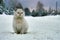 Homeless white cat sits on snowy road in russian village in twilight