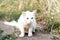 homeless white cat sitting and looking away on green gass near outside