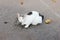 A Homeless White Cat thatâ€™s eating the leftover fish is surprised. Glaring Cat wallpaper