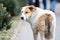 Homeless white dog with a brown ear and tail looks at the camera