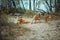 Homeless wild dog in old radioactive zone in Pripyat city - abandoned ghost town after nuclear disaster. Chernobyl