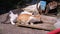 Homeless Wild Kittens Eating Meat on the Street at landfill. Feeding stray animals