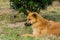 Homeless yellow Chinese Rural dog sleeping on the grassland in Putuoshan Mountain