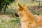 Homeless yellow Chinese Rural dog sleeping on the grassland in Putuoshan Mountain