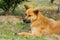 Homeless yellow Chinese Rural dog sleeping on the grassland in Putuoshan Mountain