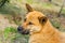 Homeless yellow Chinese Rural dog sleeping on the grassland in Putuoshan Mountain