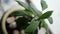 Homemade avocado in a pot, young leaves