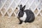 Homemade black and white mini rabbit sits in a varie