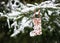 Homemade boot shaped little peanuts cake, bird feeder, hanging on a fir branch in the winter garden.