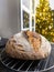 Homemade bread, freshly baked, on a metal grill, with Christmas tree in the background