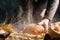 Homemade bread and spikelets close-up in a man`s hand and flour pouring. The concept of healthy food and traditional bakery