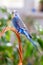 A homemade budgie on a walk around the apartment. Long-tailed parrot