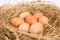 Homemade, chicken eggs in the hay, farming. organic healthy food, nest with brown eggs