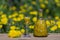 Homemade dandelion flowers tincture in glass bottle on a wooden table in a summer garden, closeup