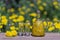 Homemade dandelion flowers tincture in two glasses and in a glass bottle on a wooden table in a summer garden, closeup