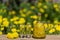 Homemade dandelion flowers tincture in two glasses and in a glass bottle on a wooden table in a summer garden, closeup