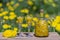 Homemade dandelion flowers tincture in two glasses and in a glass bottle on a wooden table in a summer garden, closeup