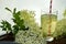 Homemade elderflower drink