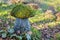 Homemade garden sculptures large mushrooms on the lawn. Landscaping yard and garden
