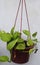 homemade gardening ideas, green plant in hanging pot