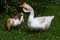 Homemade geese on a green grass.