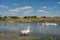 Homemade geese on the pond in the village.