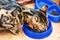 Homemade ginger with black stripes Bengal cat eats from a blue plastic bowl cat food,
