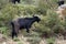 A homemade goat stands on a mountainside in Nepal and eats leaves from a dog rose bush.