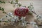 Homemade handmade painted Easter eggs on birch wooden table decorated with blackthorn sloe branch