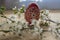 Homemade handmade painted Easter eggs on birch wooden table decorated with blackthorn sloe branch