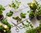 Homemade herbs in pots and glass jars