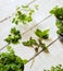 Homemade herbs in pots and glass jars basil, mint, lemon balm