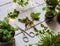 Homemade herbs in pots and glass jars basil, mint, lemon balm