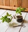 Homemade herbs in pots and glass jars basil, mint, lemon balm