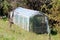 Homemade improvised backyard plastic greenhouse with wooden doors covered with transparent nylon filled with planted tomato plants
