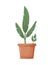 Homemade indoor green plant with long leaves without flowers in large clay pot