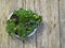 Homemade Kalanchoe blooms in yellow. On a wooden ancient background