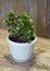 Homemade Kalanchoe blooms in yellow. On a wooden ancient background