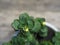 Homemade Kalanchoe blooms in yellow. On a wooden ancient background